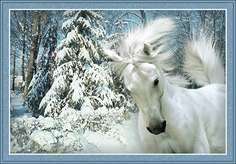 Белая лошадь зимой