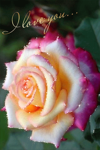 Прекрасная роза анимация Красивые цветы