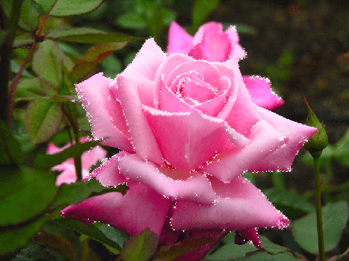Мерцающая розовая роза