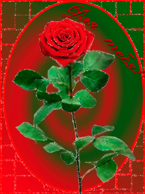 Алая роза для тебя