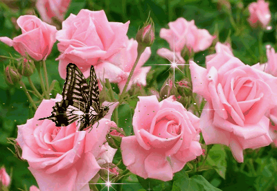 Розы и бабочка