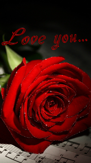 Красная роза эмблема любви