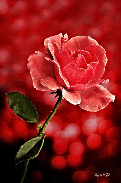 Роза на красном фоне