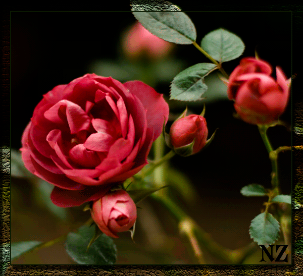Красивые картинки с розами