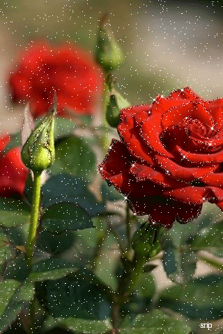 Розовый куст красных роз