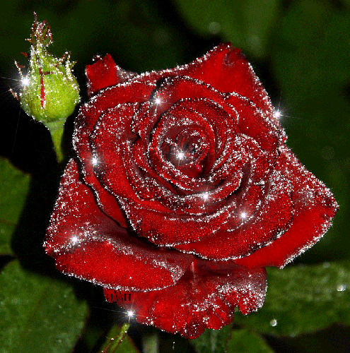 Мерцающая роза фото