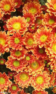 Хризантемы цветы