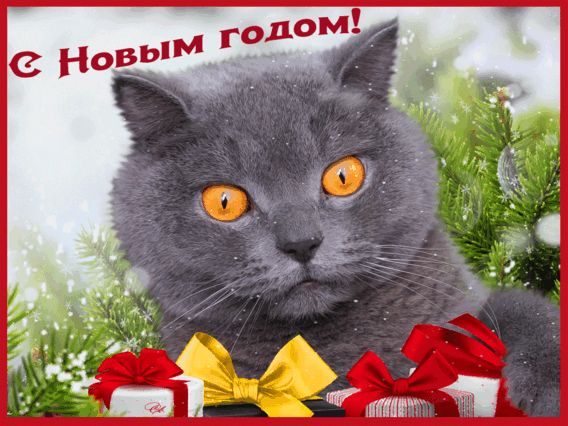 Кот открытка с Новым годом