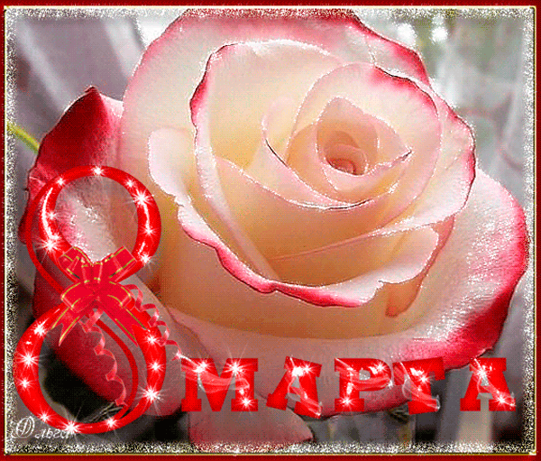 Белая роза в подарок на 8 марта Открытки с 8 марта
