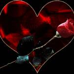 Роза в сердце