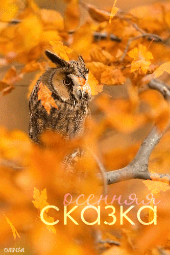 Осенняя сказка в картинках Картинки про осень