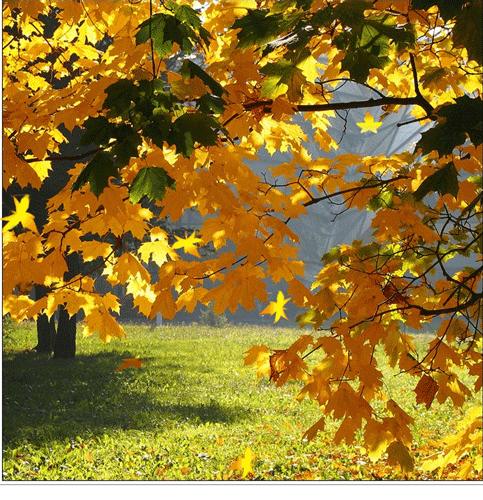фото осень золотая Картинки про осень
