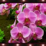 Нежные орхидеи