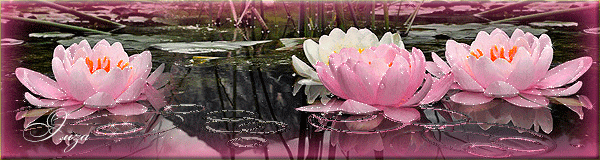 Водяная лилия Красивые цветы