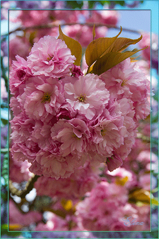 Сакура Красивые цветы