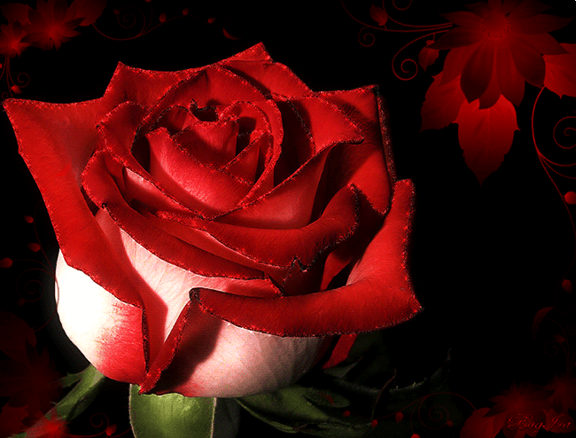 Красивая роза Красивые цветы