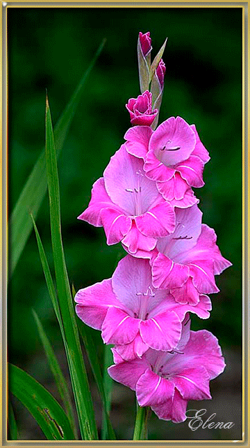 Гладиолус фото Красивые цветы