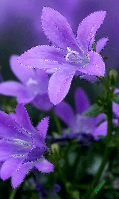 Колокольчики Красивые цветы
