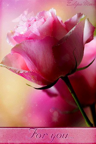 Розовая роза для Тебя Красивые цветы