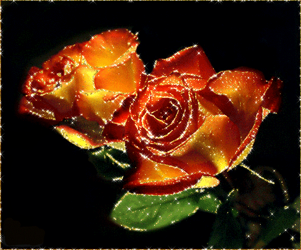 Картинки розы красивые блестящие
