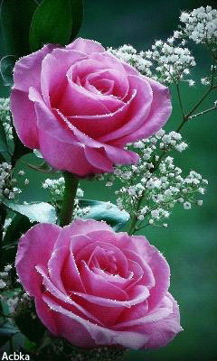 Чудные розы Красивые цветы