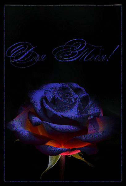 Мерцающая синяя роза Красивые цветы