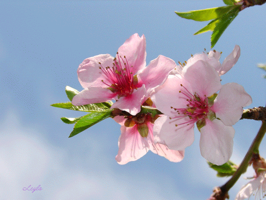 Яблоневый цвет Красивые цветы