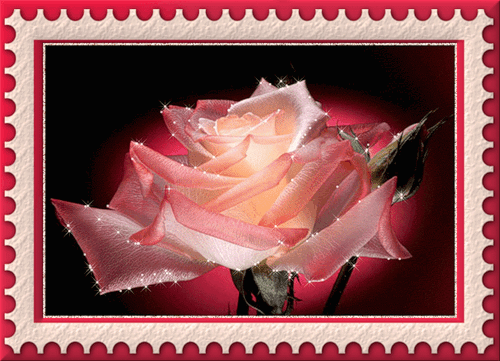 Самые красивые розы (150 фото)