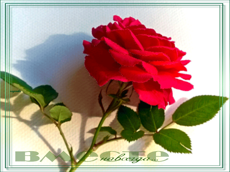 рисунок с розой Красивые цветы