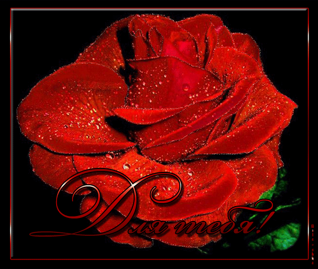 Шикарная роза Красивые цветы