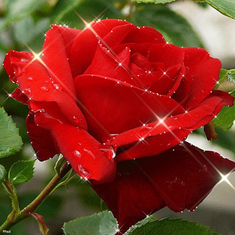 Алая роза блестящая Красивые цветы