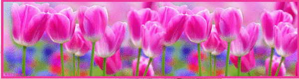 Тюльпаны Красивые цветы