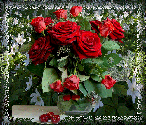 Садовые розы Красивые цветы