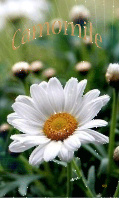 Белая ромашка Красивые цветы