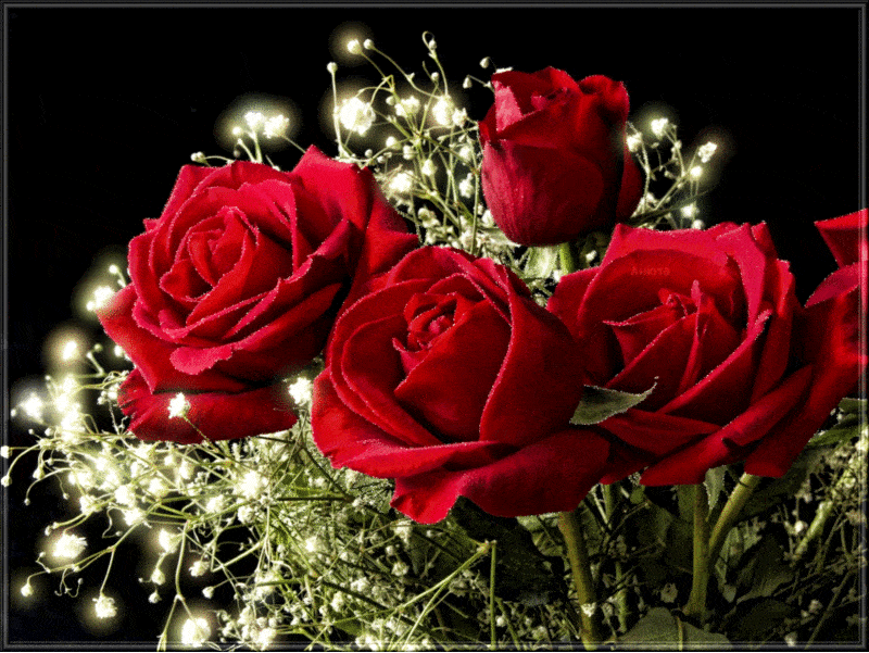 Мигающие розы Красивые цветы