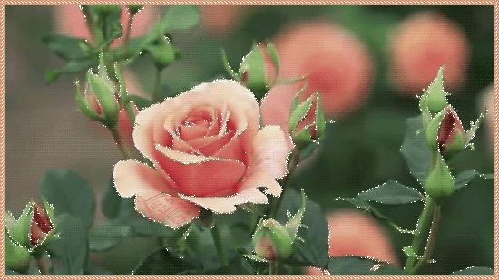 Кремовая роза Красивые цветы