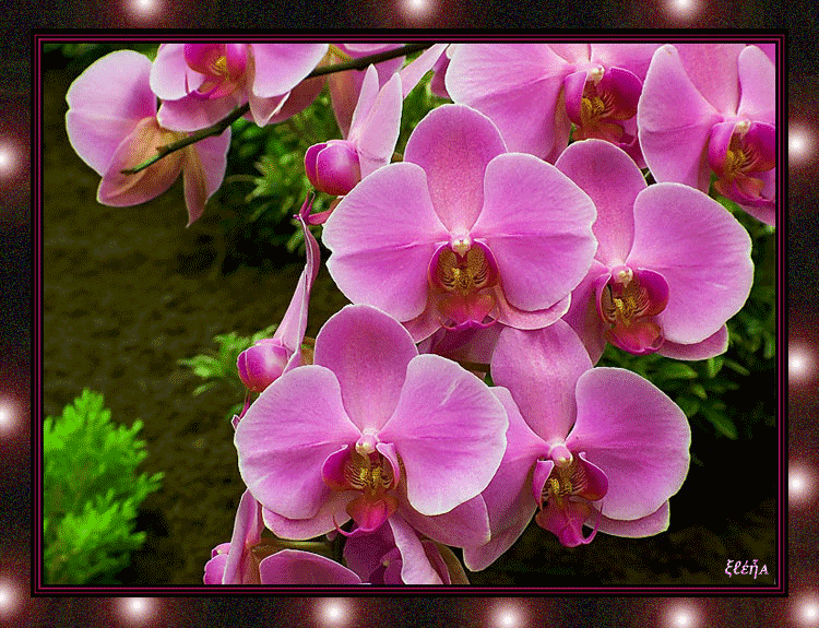 Нежные орхидеи Красивые цветы