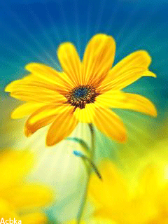 Солнечный цветок Красивые цветы