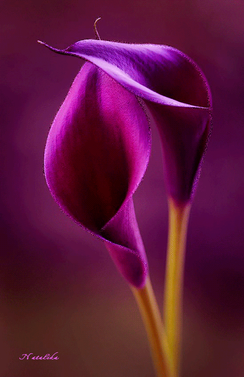 Фиолетовые каллы Красивые цветы