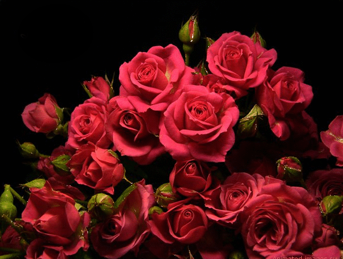 Много роз картинки Красивые цветы