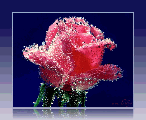 Живая роза Красивые цветы