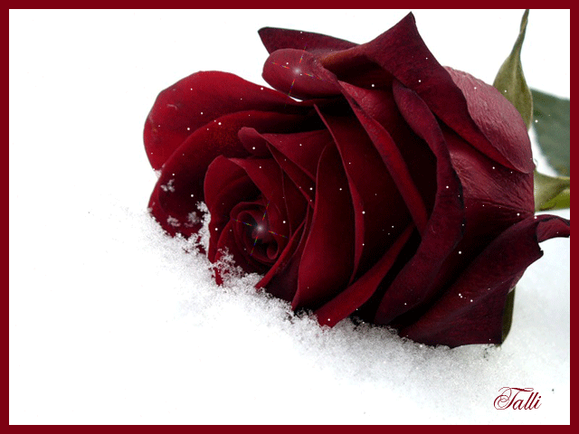 Роза в снегу Красивые цветы
