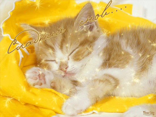 Сладких снов котенок Спокойной ночи