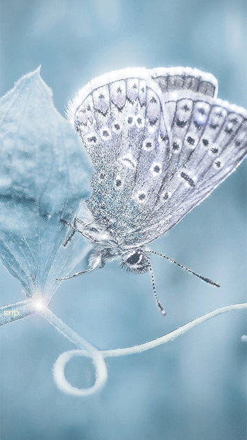 Голубая бабочка Мерцающие картинки