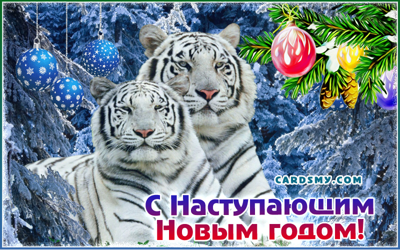 Новогодние картинки тигры 2022 Картинки с Новым годом 2023